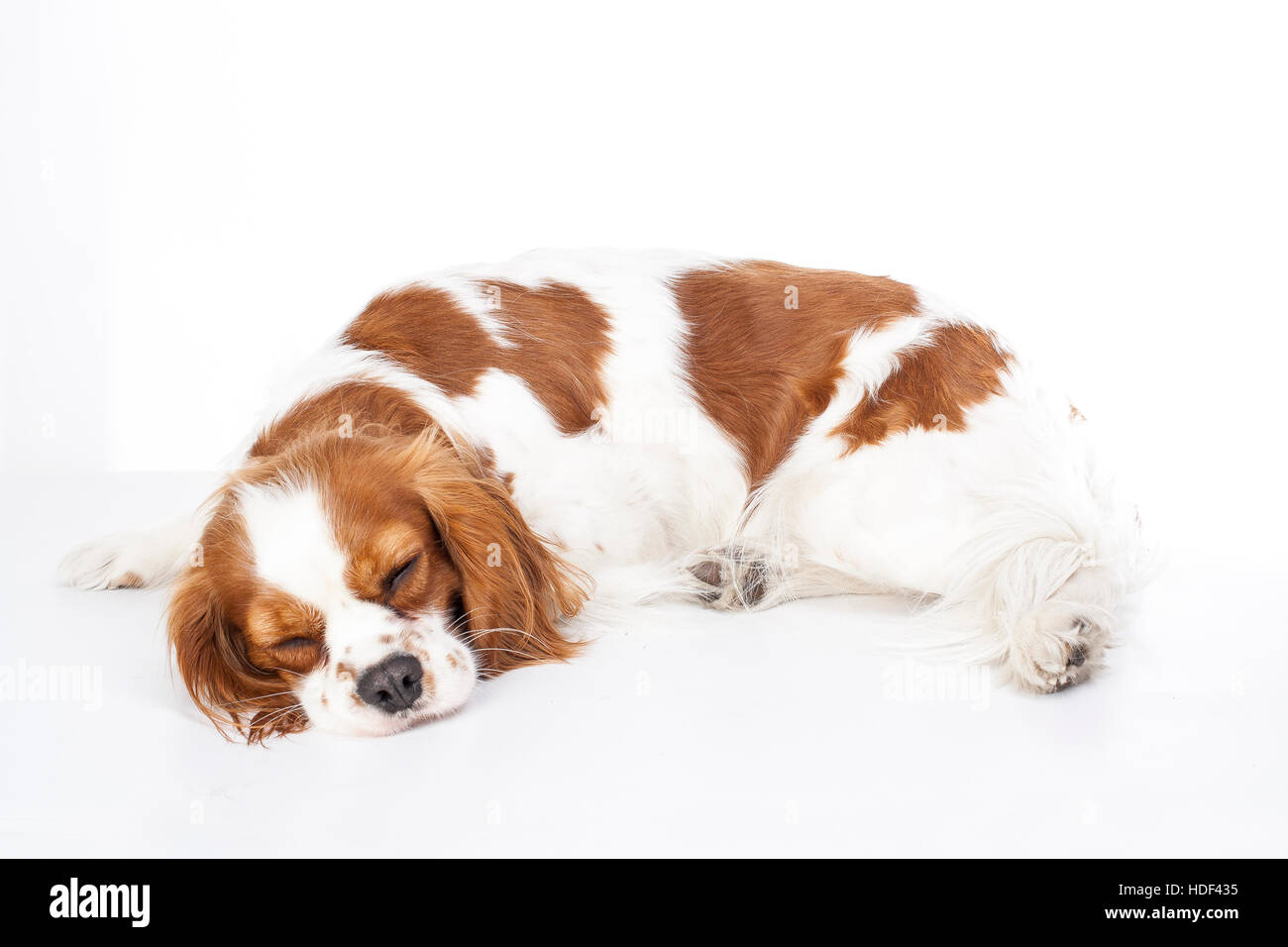 Sleeping cane. Cane dorme in studio King Charles Spaniel. Sfondo bianco. Cavalier King Charles Spaniel sonno. Foto Stock