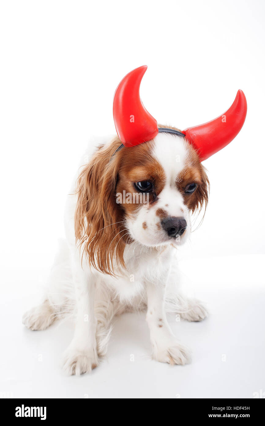Diavolo cane illustrazione. King Charles Spaniel con il diavolo hat. Il male cane. Il carnevale male costume. L'inferno Cane cattivo diavolo cane simbolo segno Foto Stock