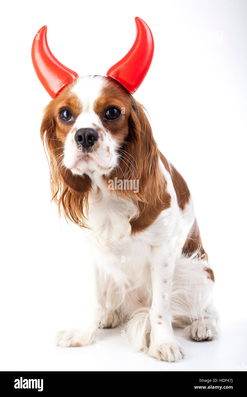 Diavolo cane illustrazione. King Charles Spaniel con il diavolo hat. male cane. Carnevale male costume. capodanno. diavolo simbolo segno Foto Stock