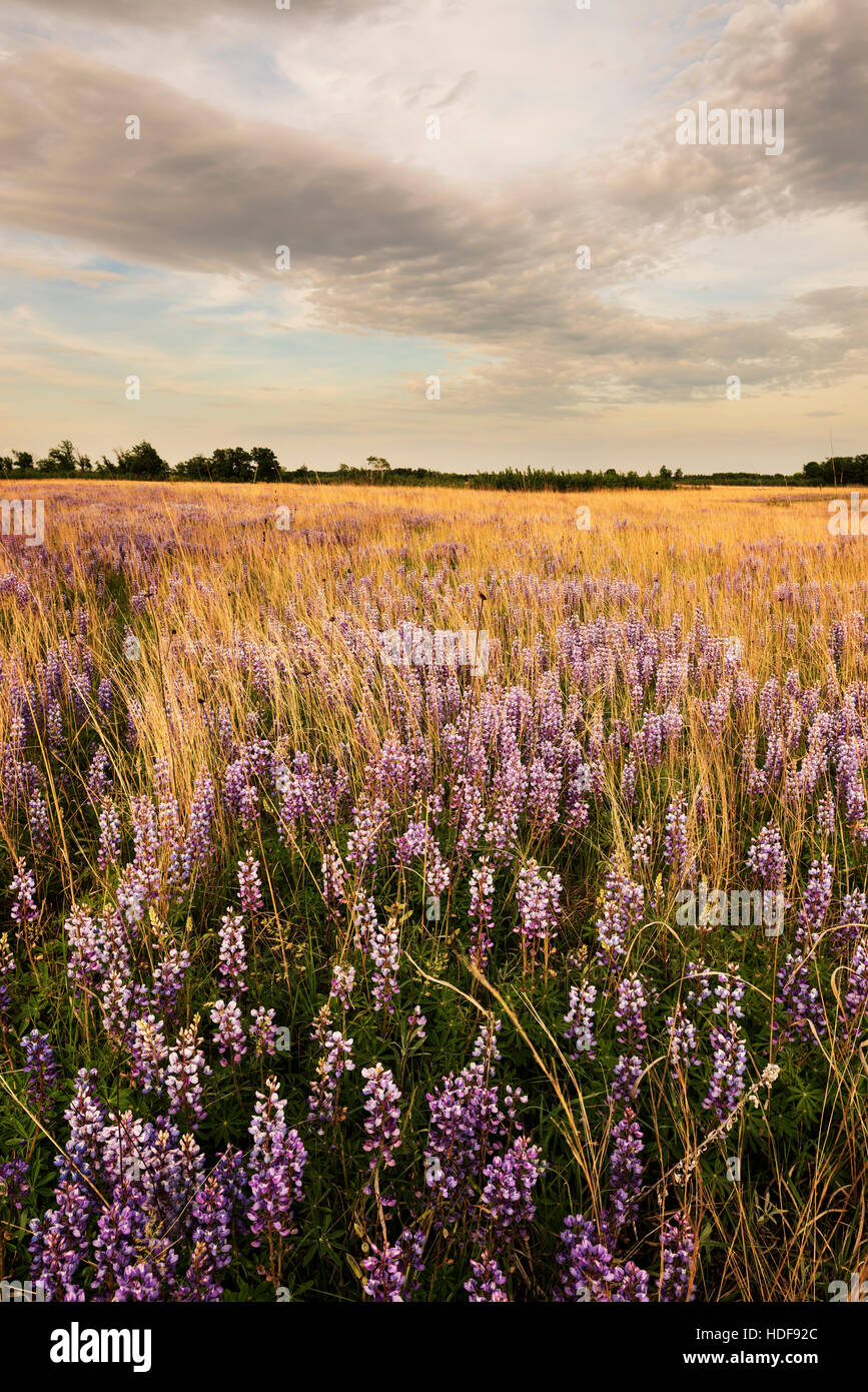 Lupino selvatico fiori a Sherburne National Wildlife Refuge. Foto Stock