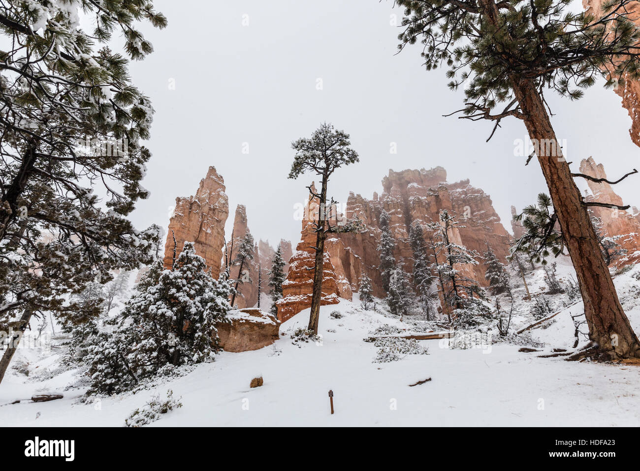 Hoodoos innevati e foreste nel Parco Nazionale di Bryce Canyon Southern Utah. Foto Stock