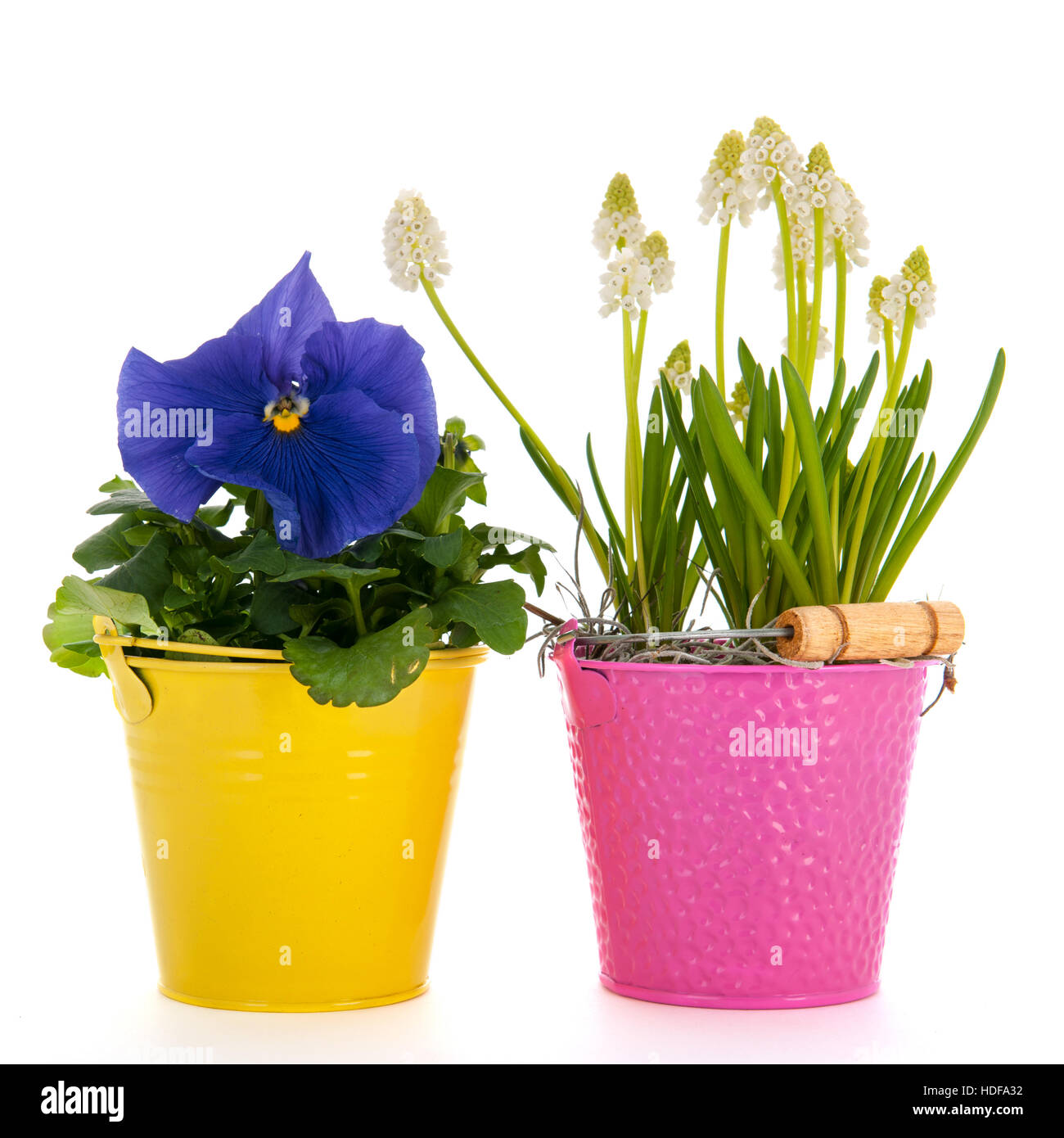 Vaso di fiori con uva bianca giacinti e blu pansy Foto Stock