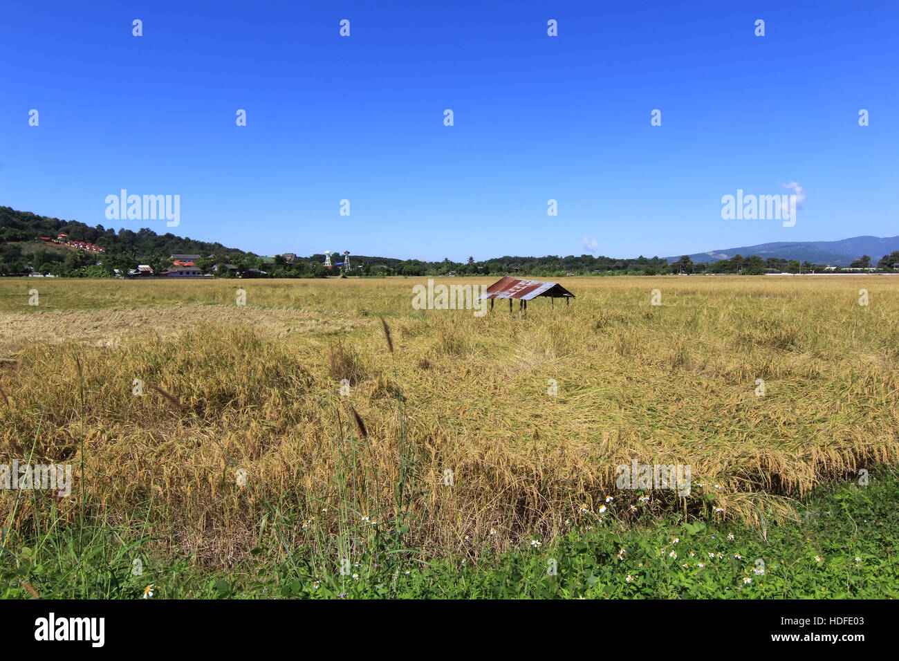 Campo di riso e cielo azzurro sfondo in Chiang Rai, Thailandia Foto Stock