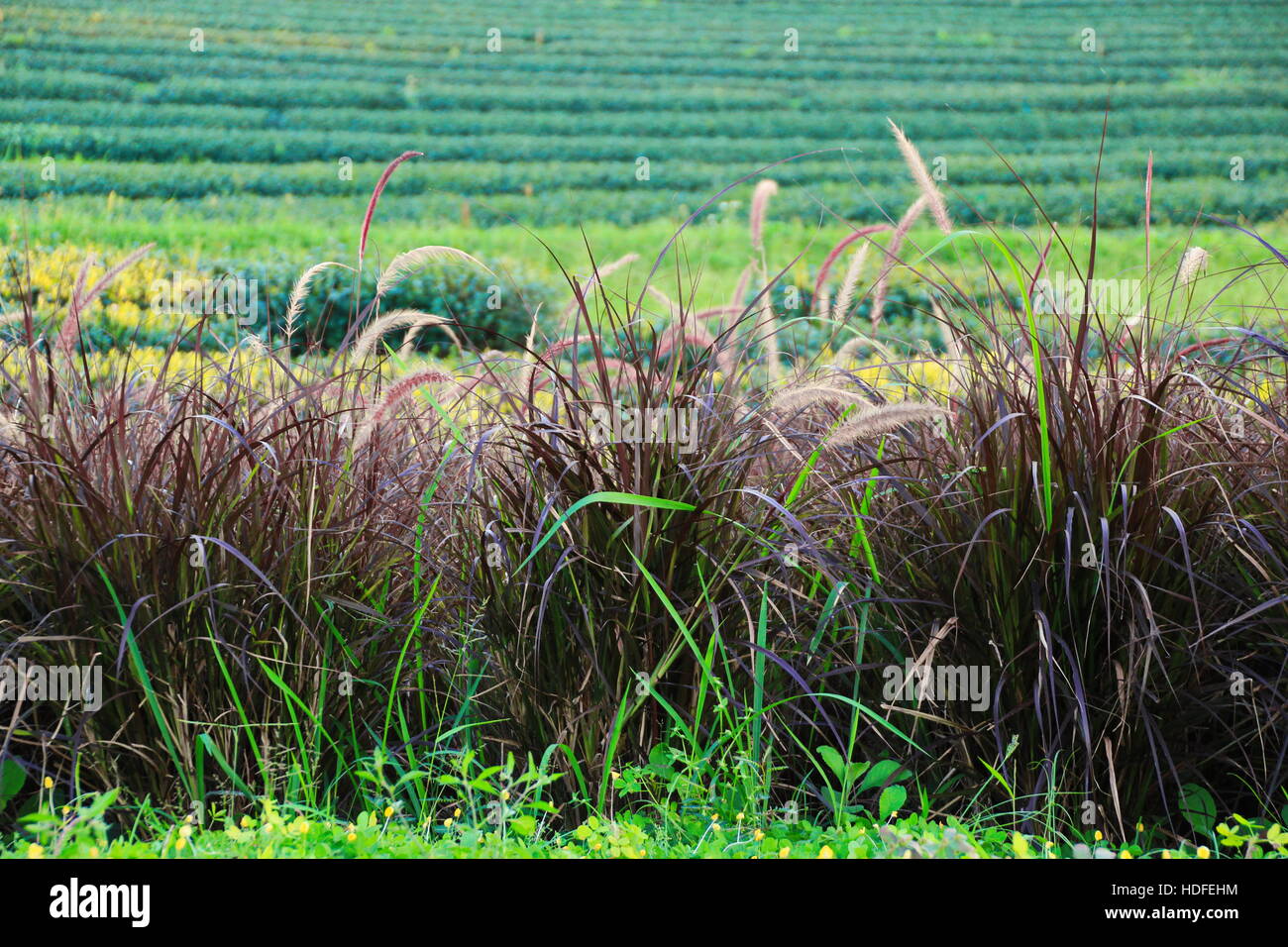 Erba verde nel tè sfondo di fattoria Foto Stock