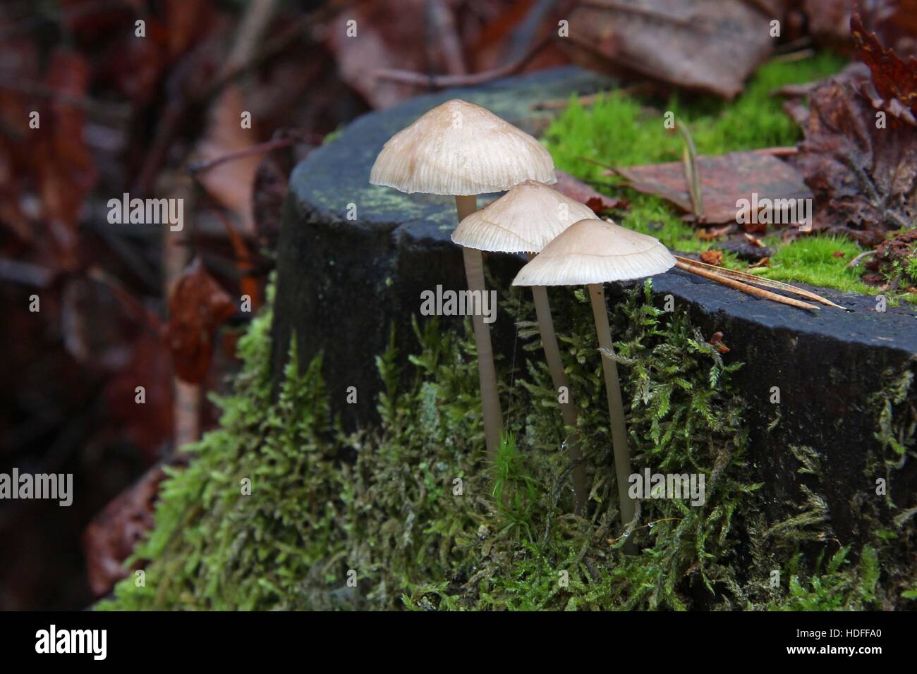 Tre piccoli funghi in piedi in una riga Foto Stock