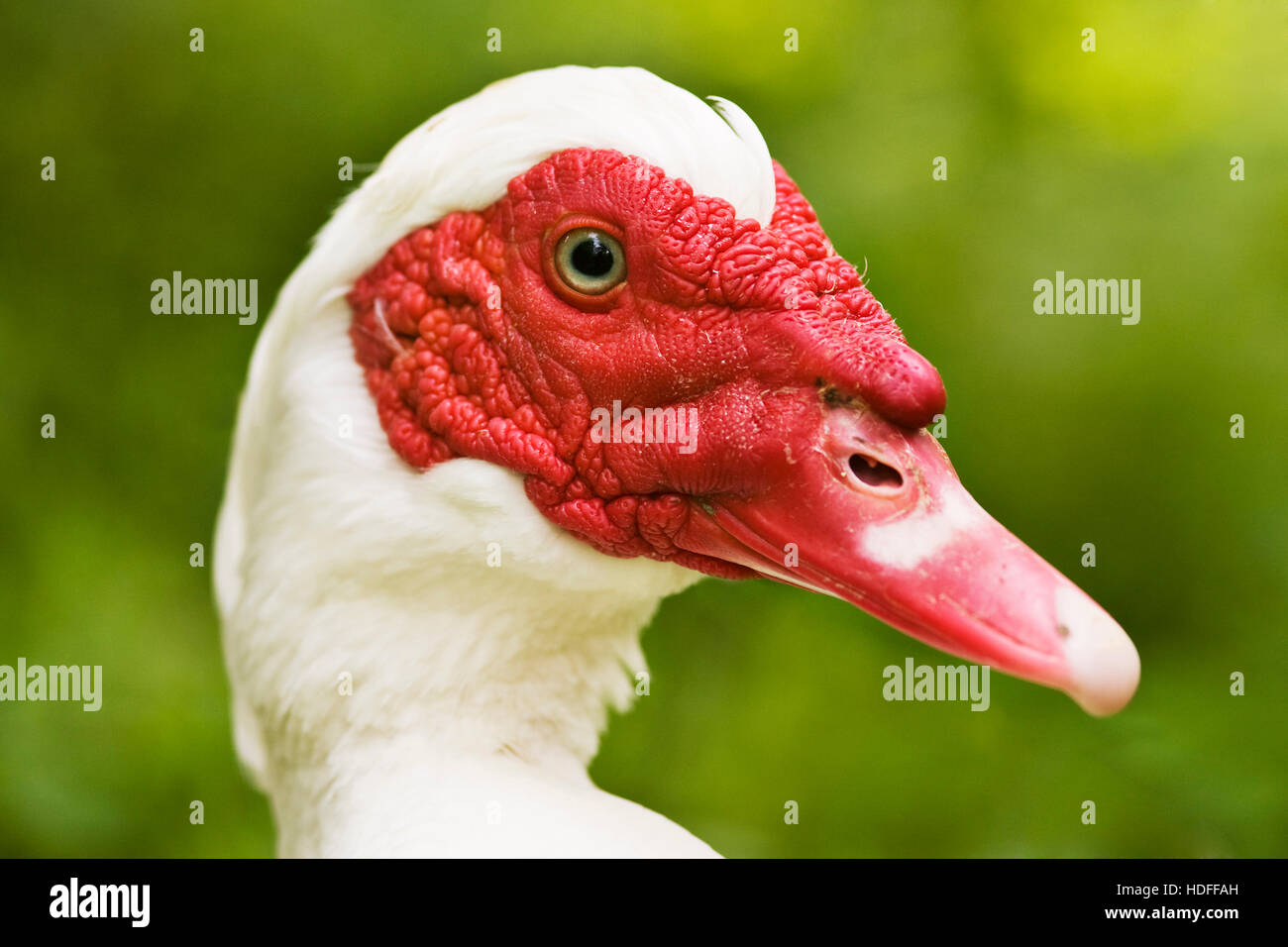 Anatra muta (Cairina moschata) Foto Stock