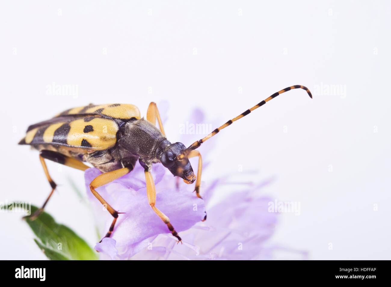 Longhorn Beetle (Rutpela maculata) Foto Stock