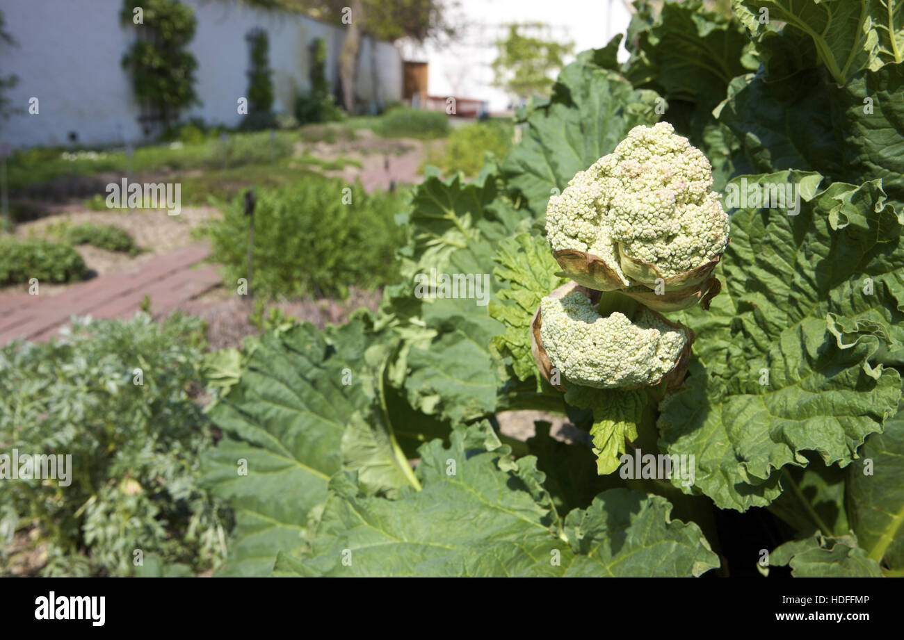 Rabarbaro (Rheum rhabarbarum) Foto Stock