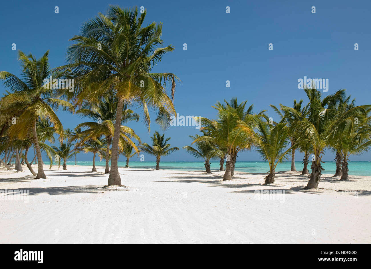 Palme e spiaggia con sabbia bianca e palme di cocco (Cocos nucifera), Punta Cana, Repubblica Dominicana, America Centrale Foto Stock