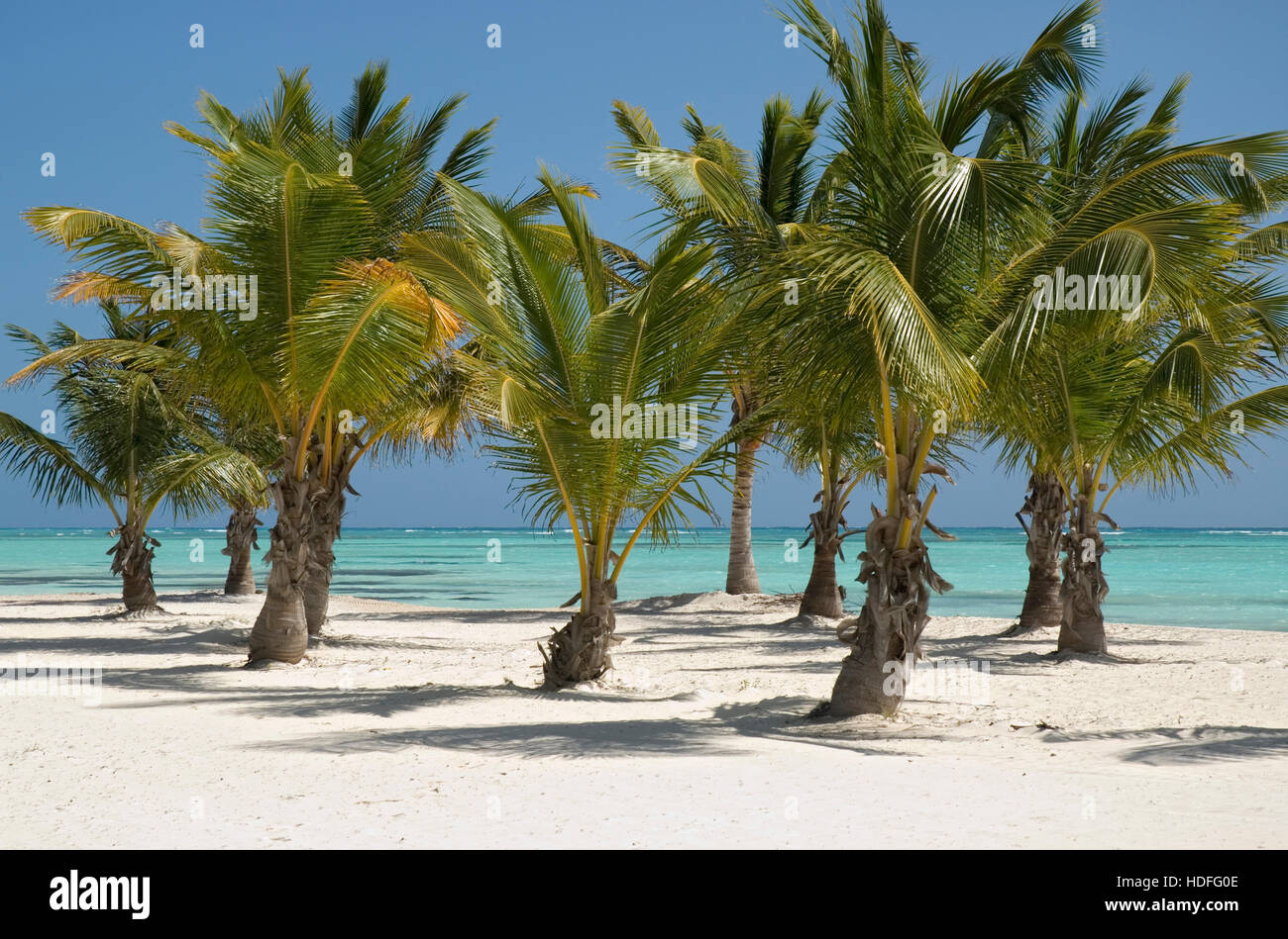 Palme e spiaggia con sabbia bianca e palme di cocco (Cocos nucifera), Punta Cana, Repubblica Dominicana, America Centrale Foto Stock