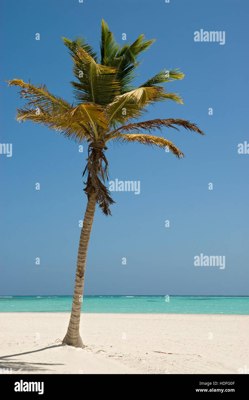 Palme e spiaggia con sabbia bianca e palme di cocco (Cocos nucifera), Punta Cana, Repubblica Dominicana, America Centrale Foto Stock