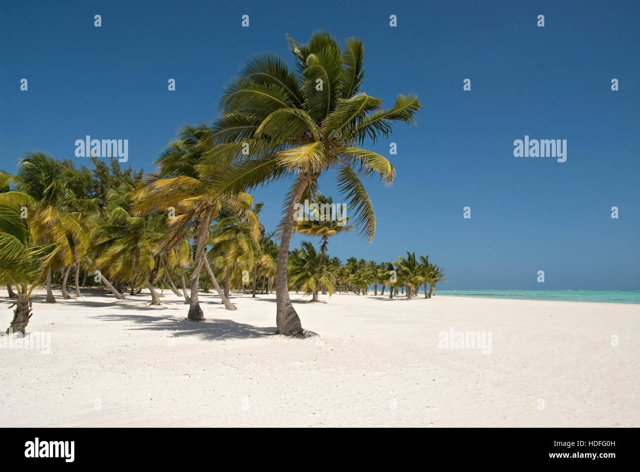 Palme e spiaggia con sabbia bianca e palme di cocco (Cocos nucifera), Punta Cana, Repubblica Dominicana, America Centrale Foto Stock
