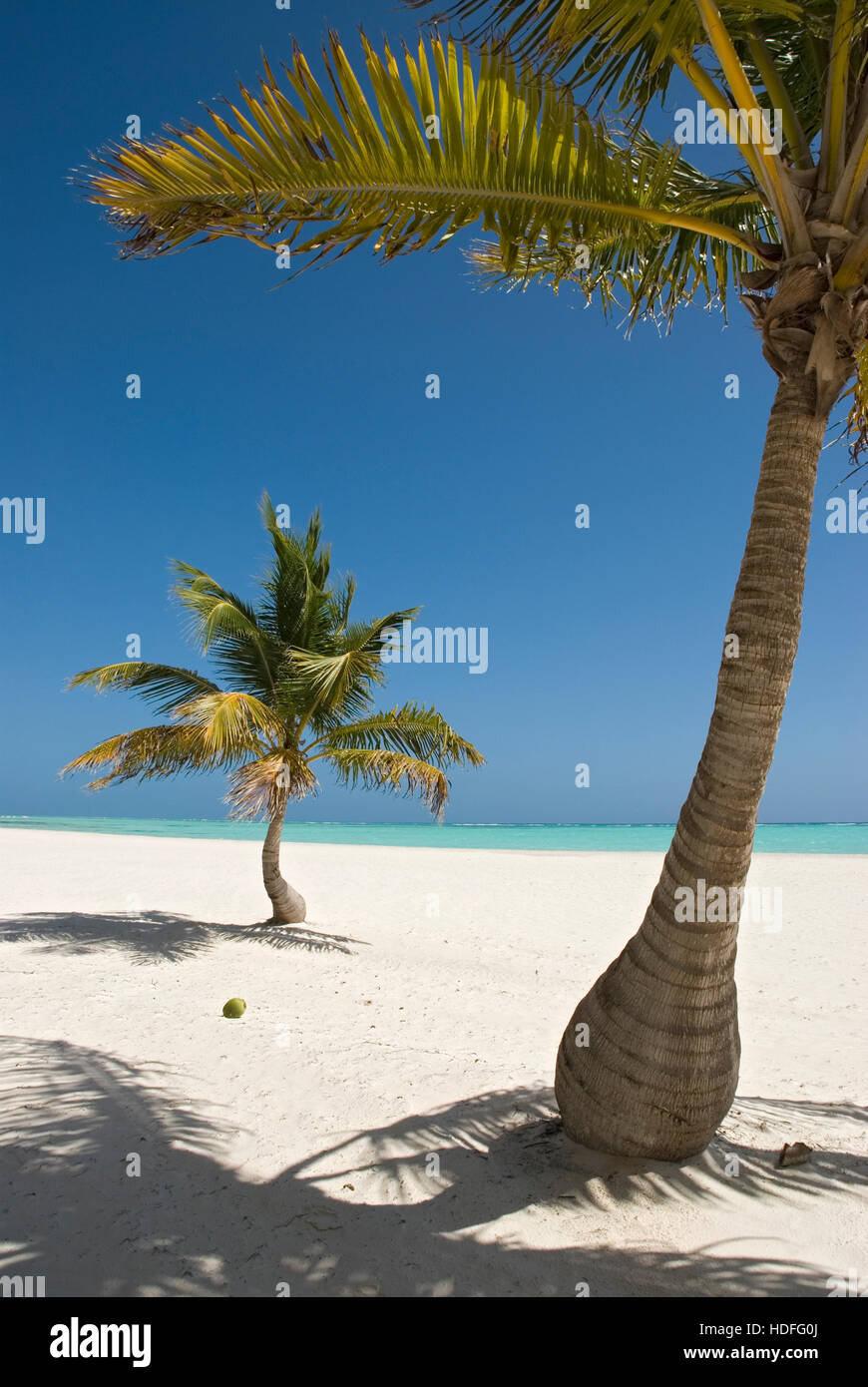 Palme e spiaggia con sabbia bianca e palme di cocco (Cocos nucifera), Punta Cana, Repubblica Dominicana, America Centrale Foto Stock