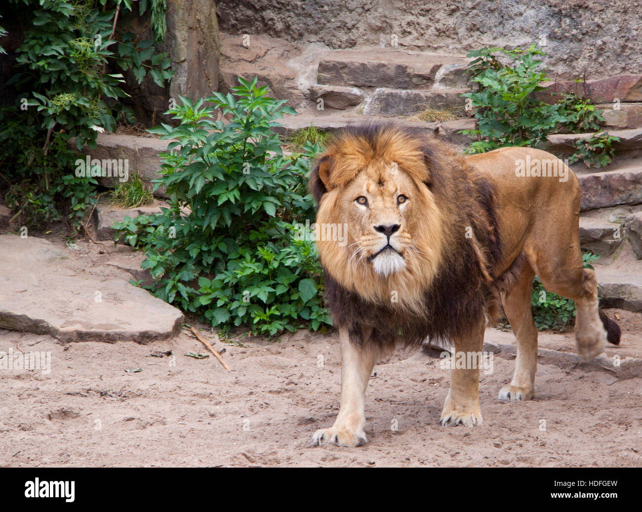 Lion in zoo a guardare la gente che passa da Foto Stock