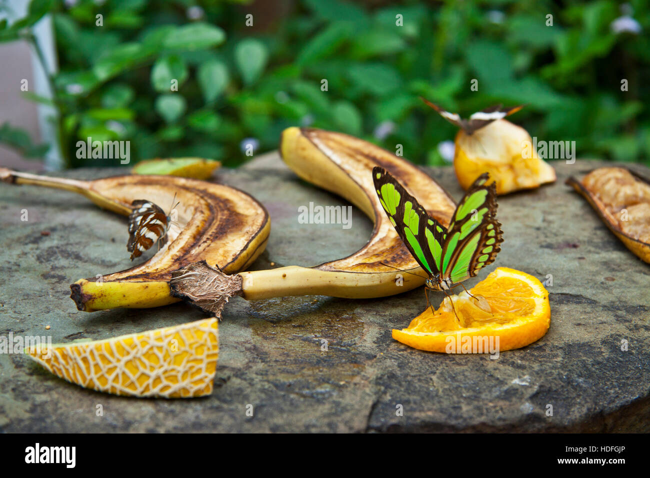 Farfalla di mangiare la frutta su una roccia per uso in background Foto Stock