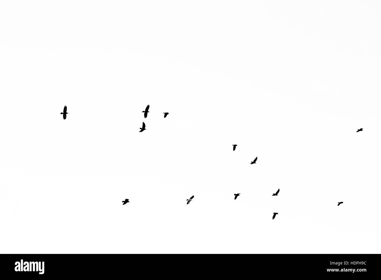 Uno stormo di uccelli in volo su sfondo bianco Foto Stock
