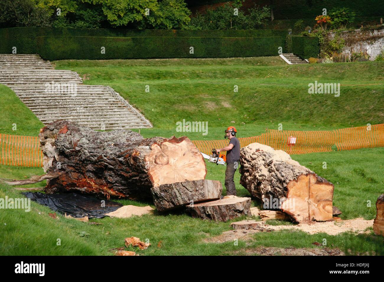 Dartington Hall Monterey Pine Tree Foto Stock