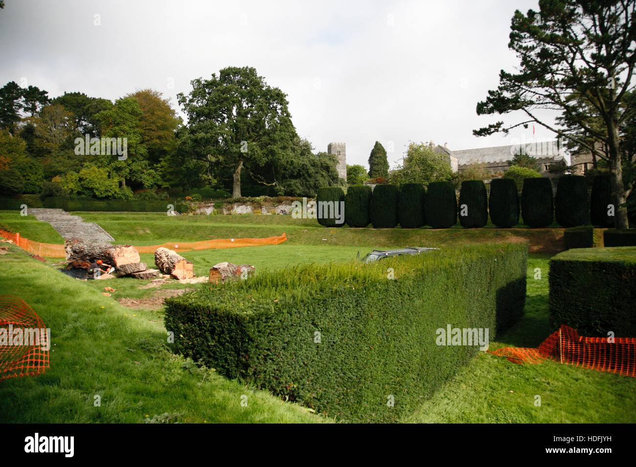 Dartington Hall Monterey Pine Tree Foto Stock