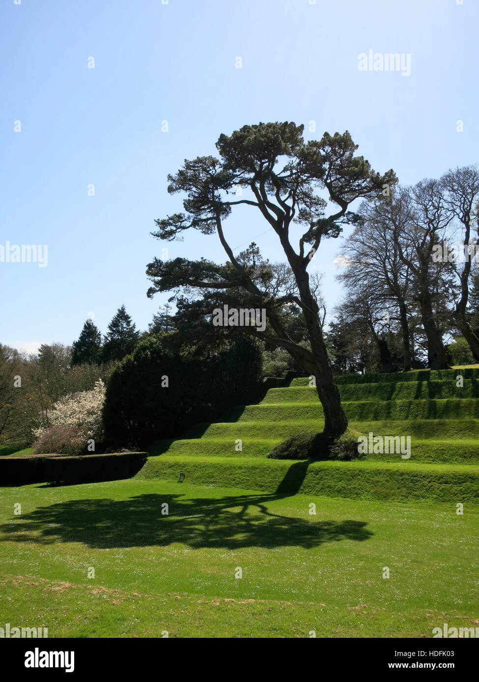 Dartington Hall Monterey Pine Tree Foto Stock