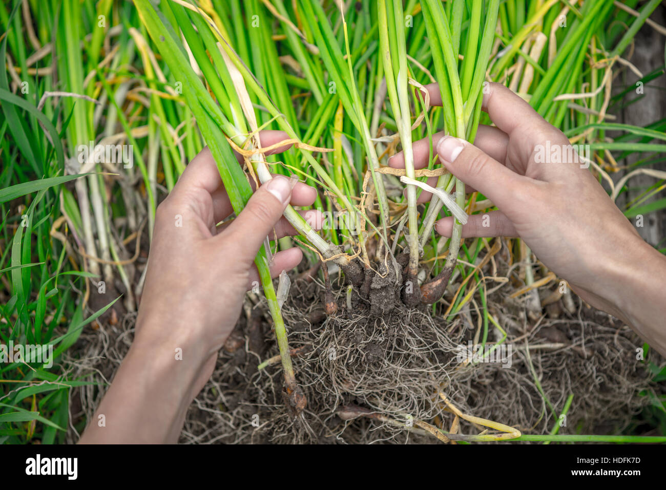 Le cipolle verdi in mano Foto Stock