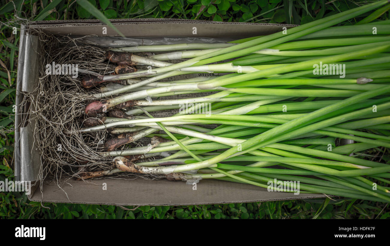 Le cipolle verdi nella casella Foto Stock