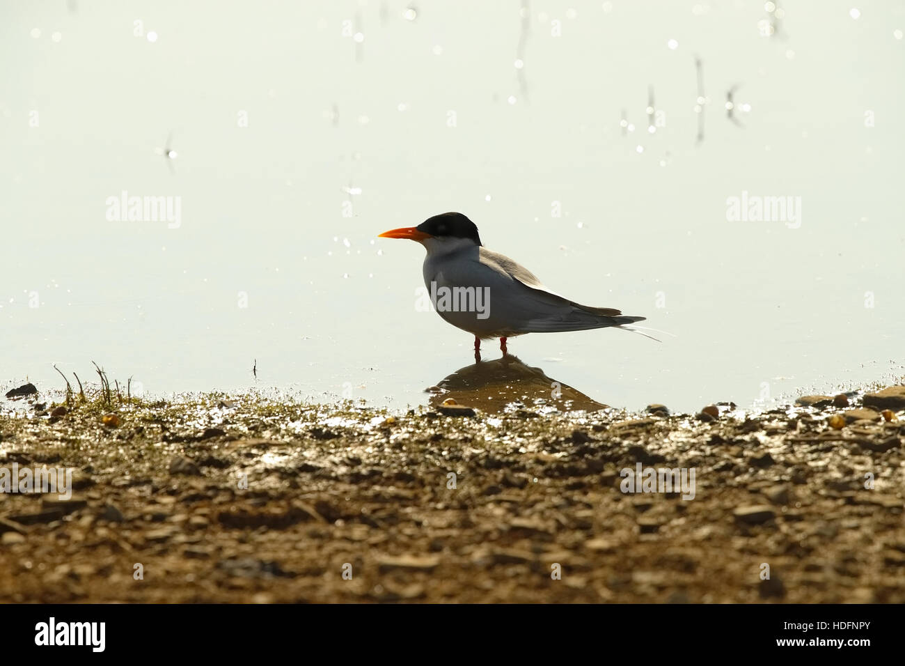 Fiume Tern seduta vicino lago a Ranthambore Foto Stock