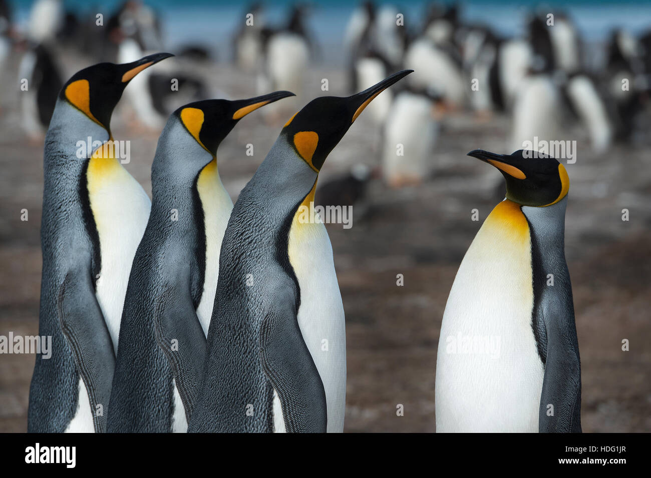 Re pinguini (Aptenodytes patagonicus) su Saunders Island Foto Stock