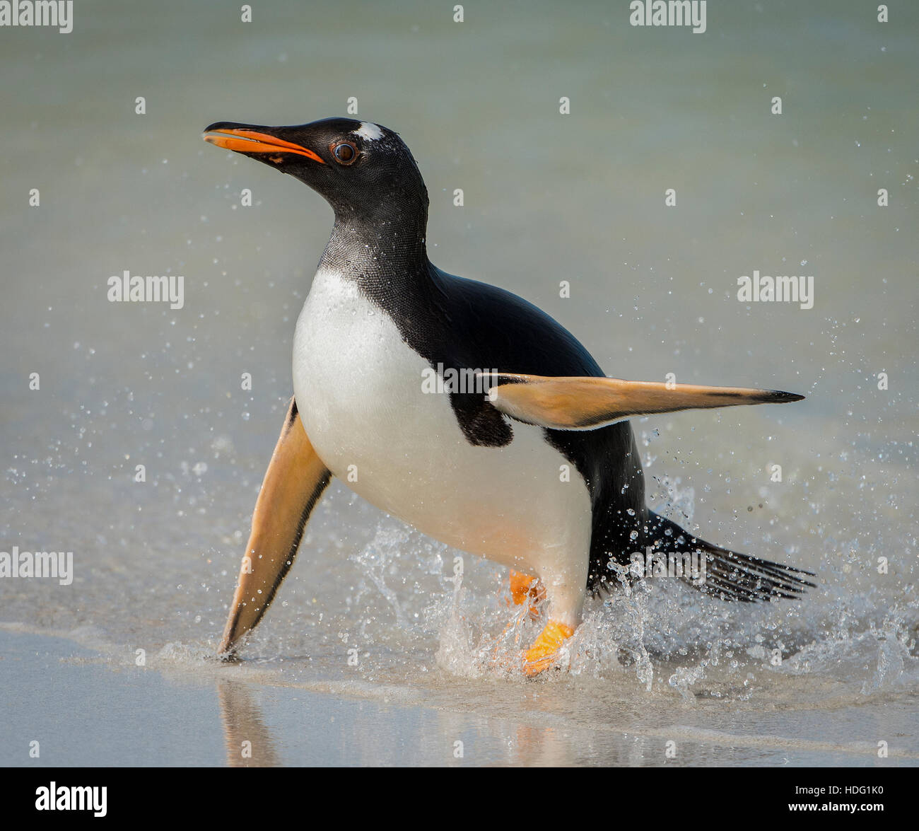 Pinguino Gentoo (Pygoscelis papua) emergente dal mare Nikon D4, Nikon 80-400 lente @400mm, ISO 1000, f5.6, Foto Stock