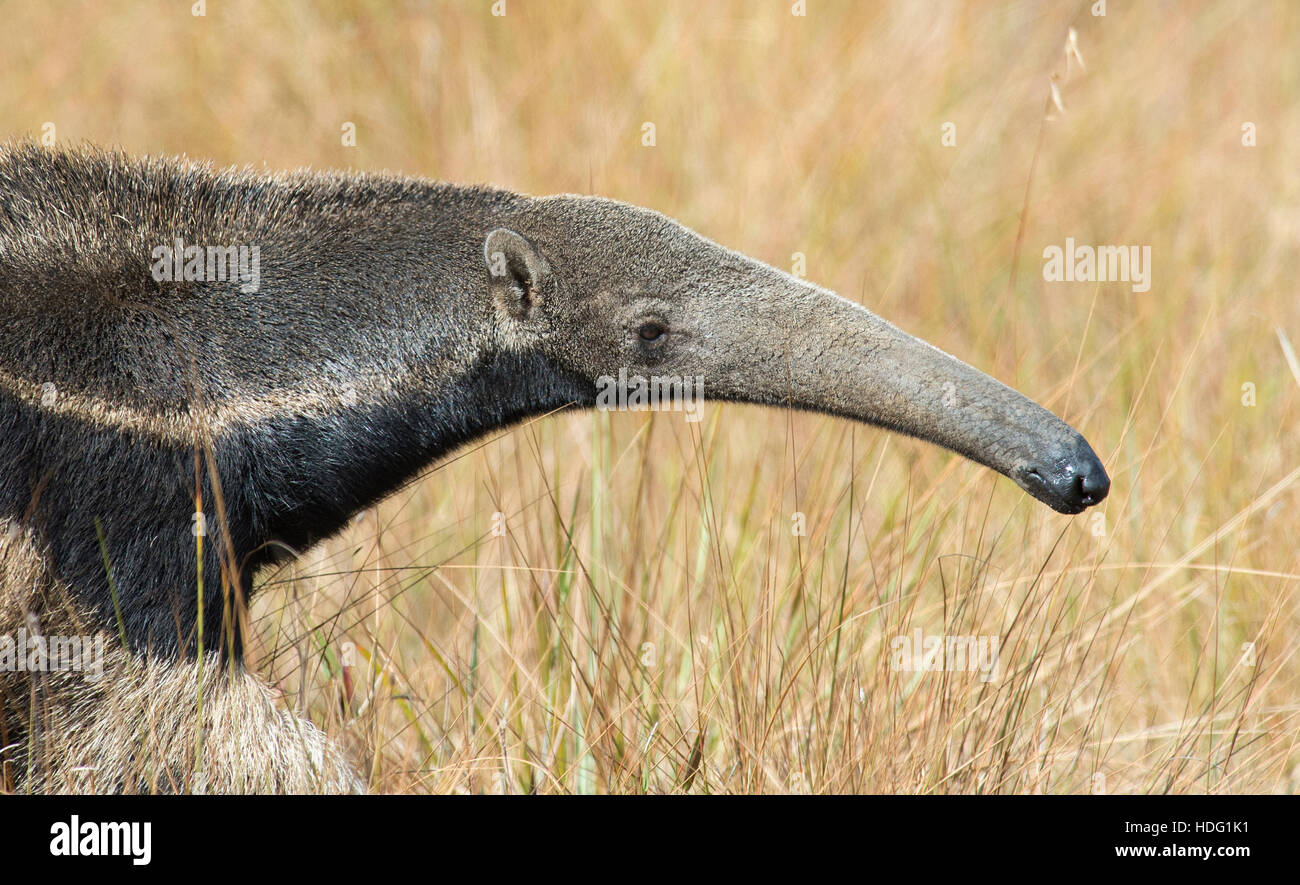 Giant Anteater (Myrmecophaga tridactyla) ritratto Foto Stock