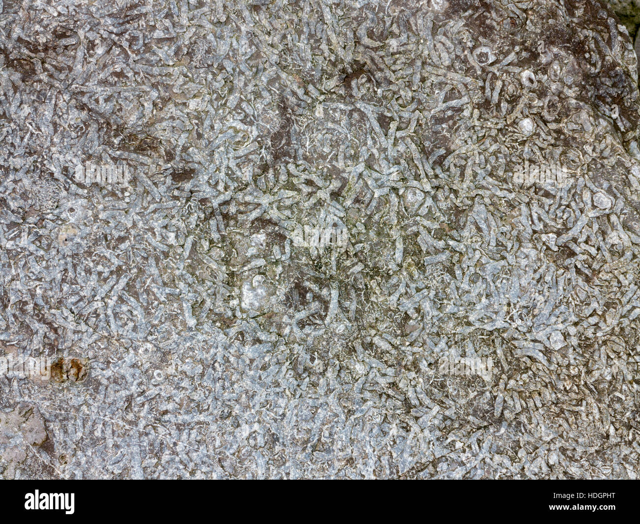 Dettaglio di Ichnofossils del verme getta trovata in un mare di difesa, boulder importate su una spiaggia di Suffolk Foto Stock