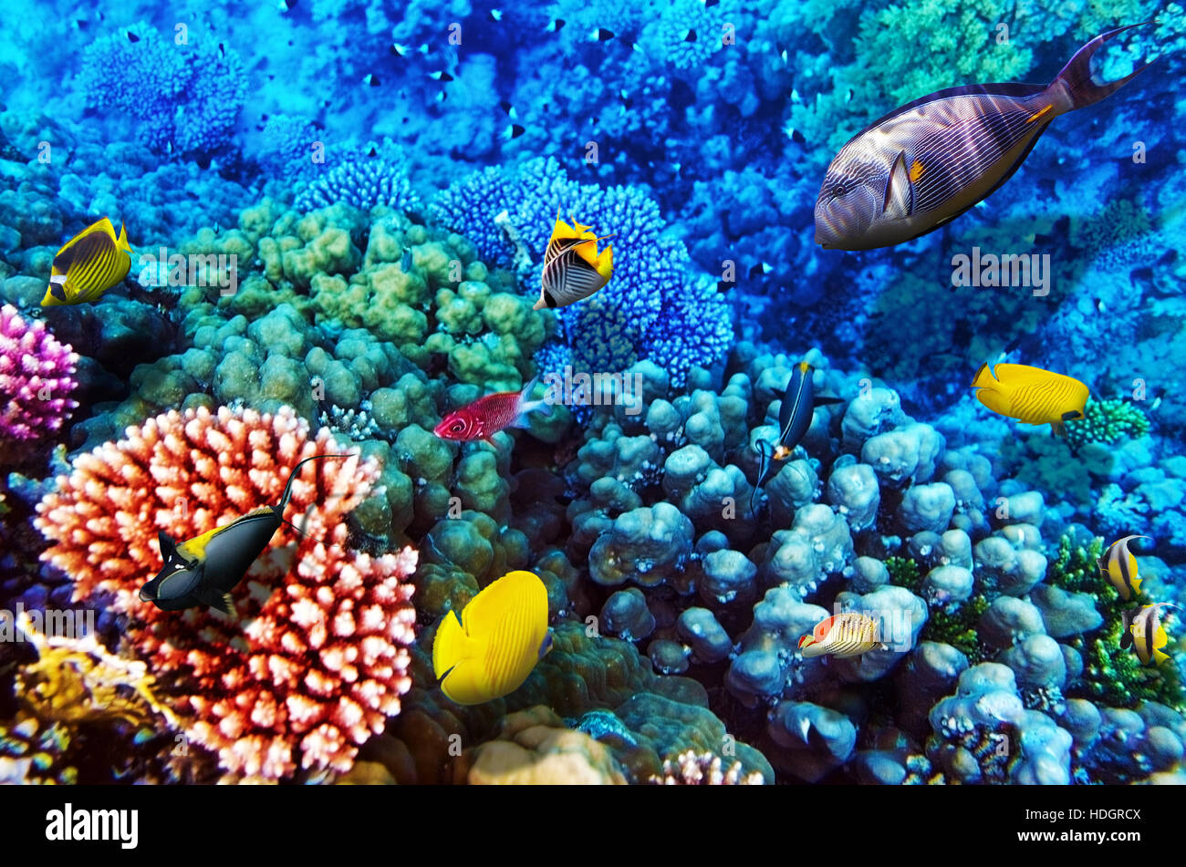 Coralli e pesci nel mare rosso. Egitto, Africa Foto stock - Alamy