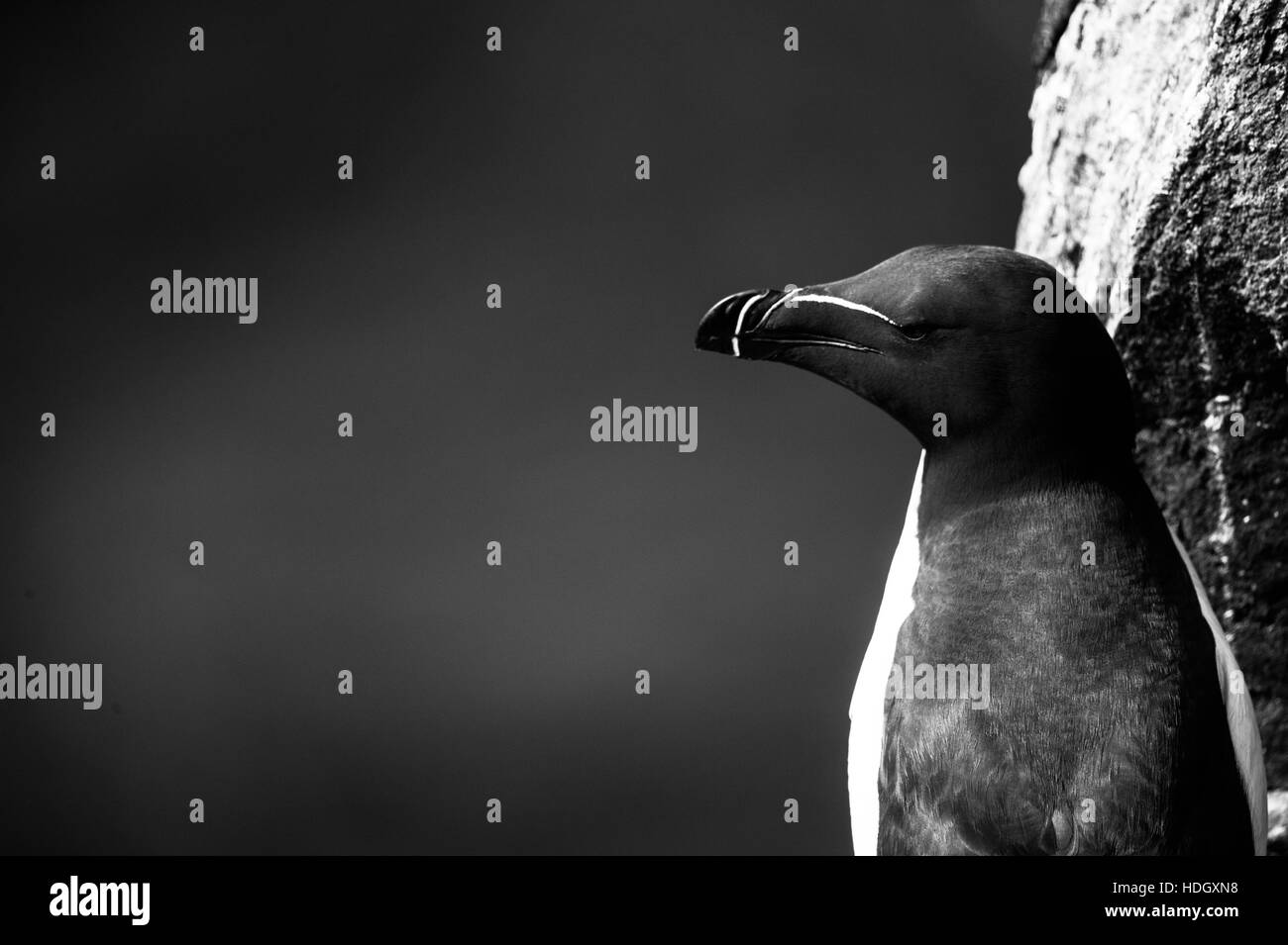 Razorbill sull'isola di maggio, Scozia. Foto Stock