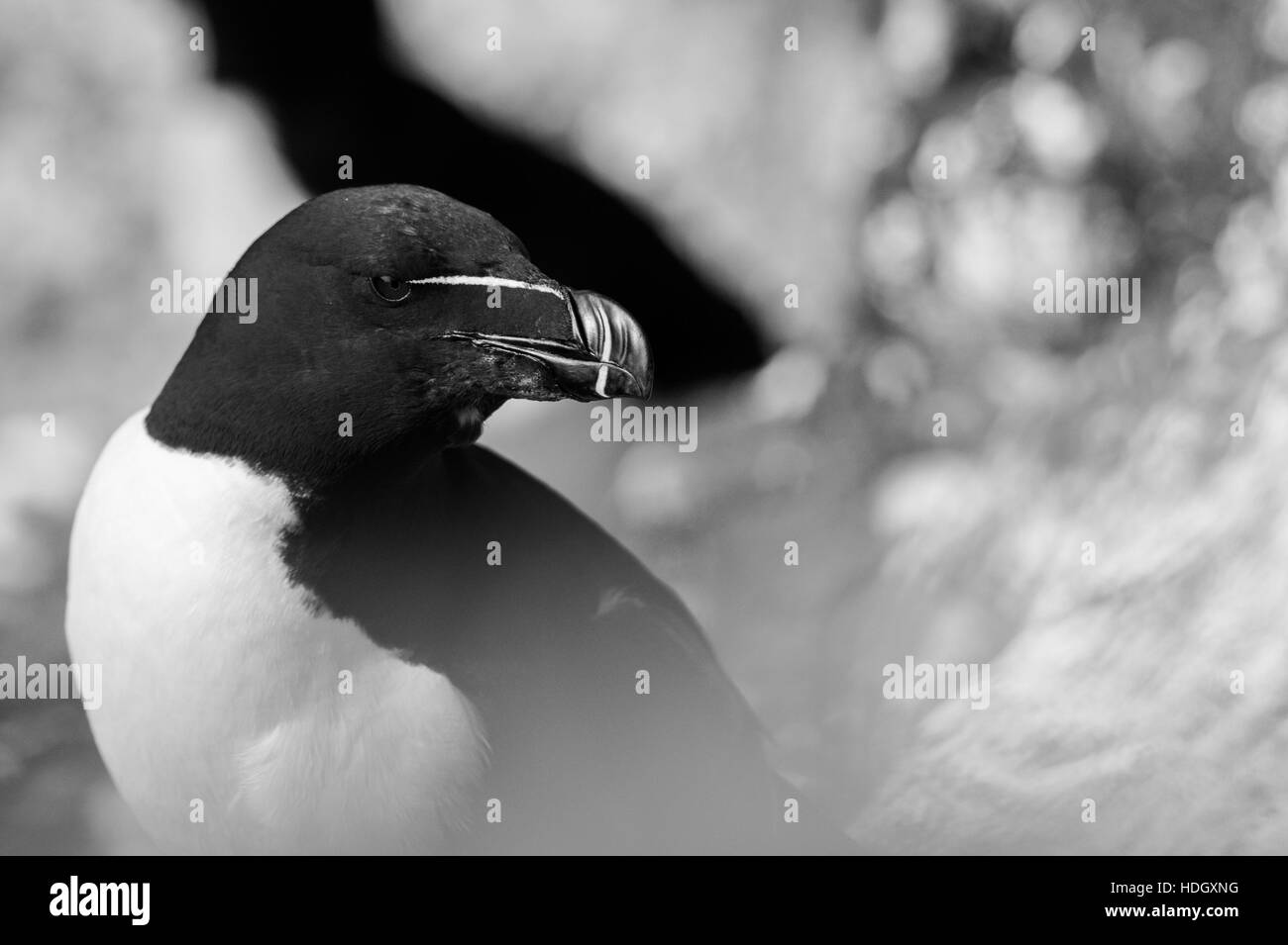 Razorbill sull'isola di maggio, Scozia. Foto Stock