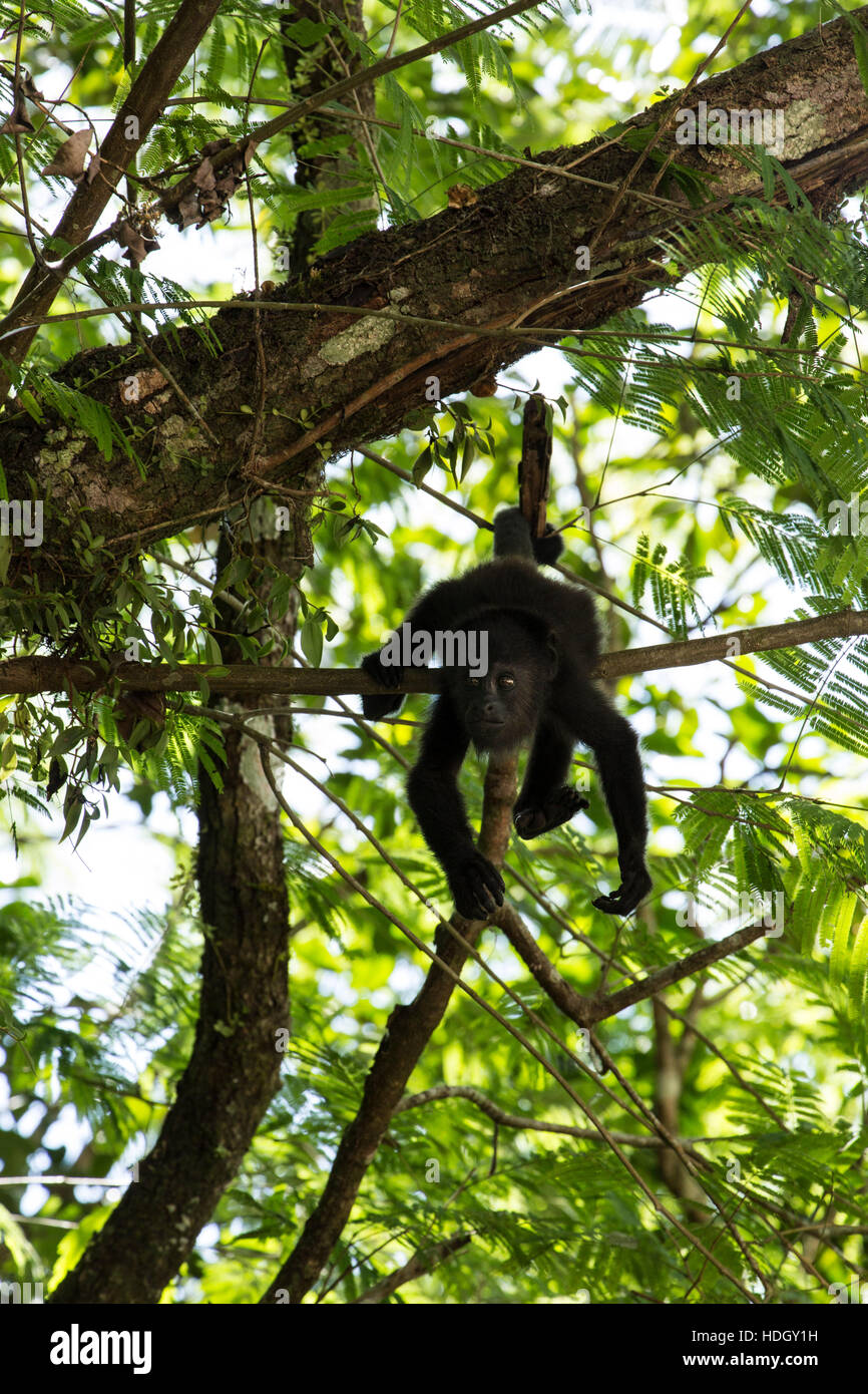 Il Guatemala scimmia urlatrice (Alouatta pigra) si blocca con la sua coda prensile e si nutre di foglie nel Parco Nazionale di Tikal, Guatemala. Si tratta di uno dei Foto Stock