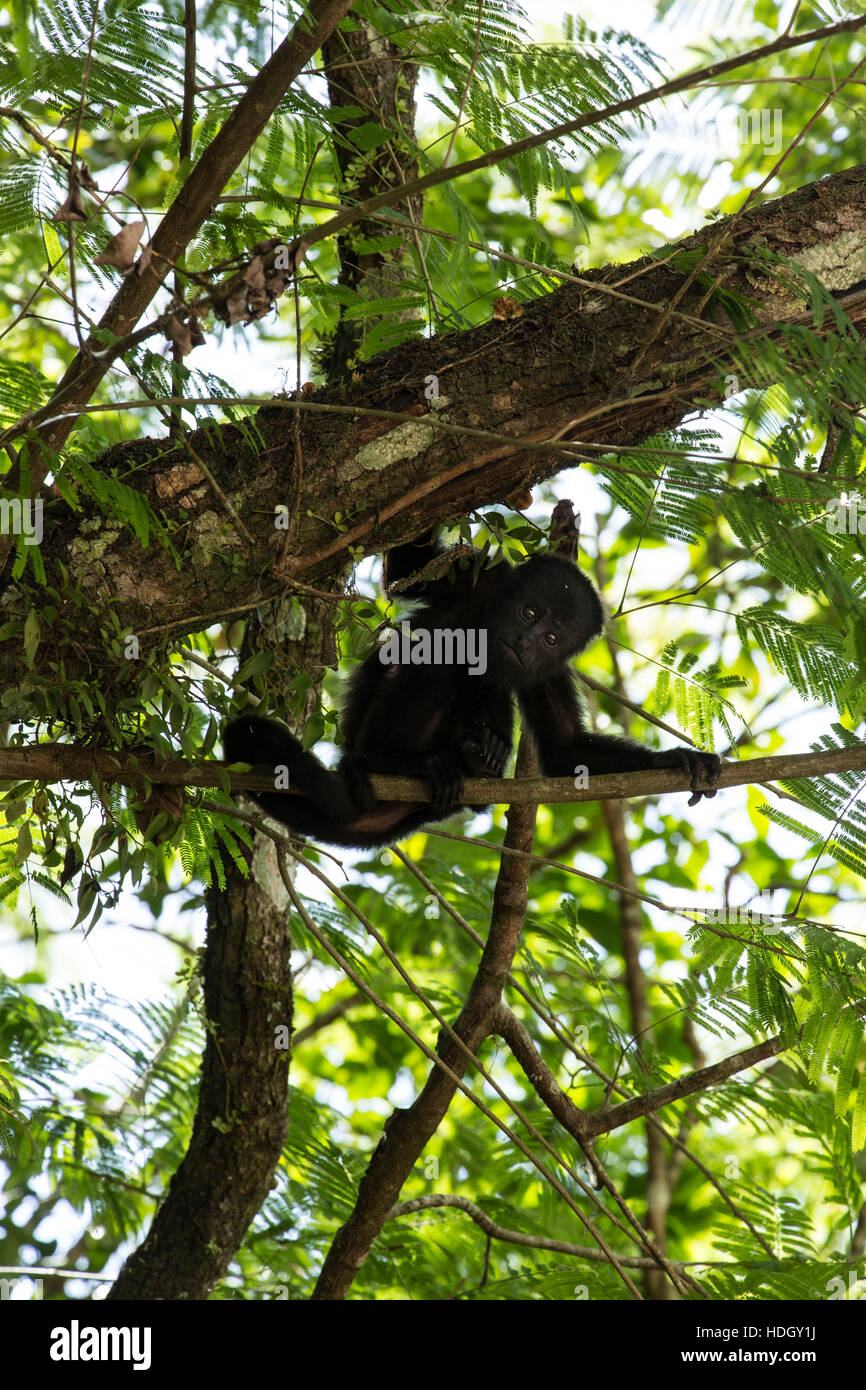 Il Guatemala scimmia urlatrice (Alouatta pigra) si blocca su con la sua coda prensile e si appoggia sul ramo di un albero nel Parco Nazionale di Tikal, Guatemala. Esso è o Foto Stock