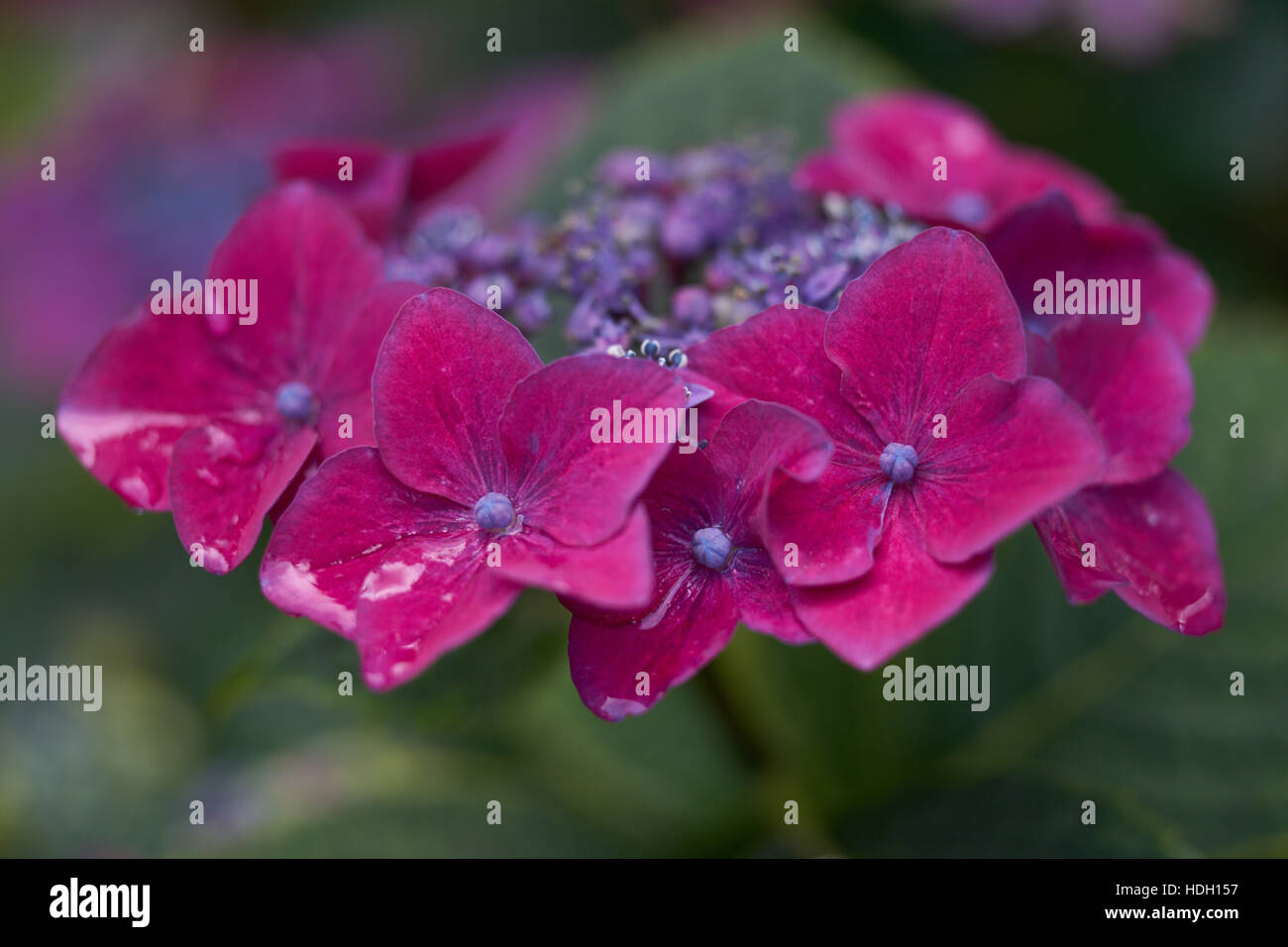Rosa scuro fiore ortensie close up Foto Stock