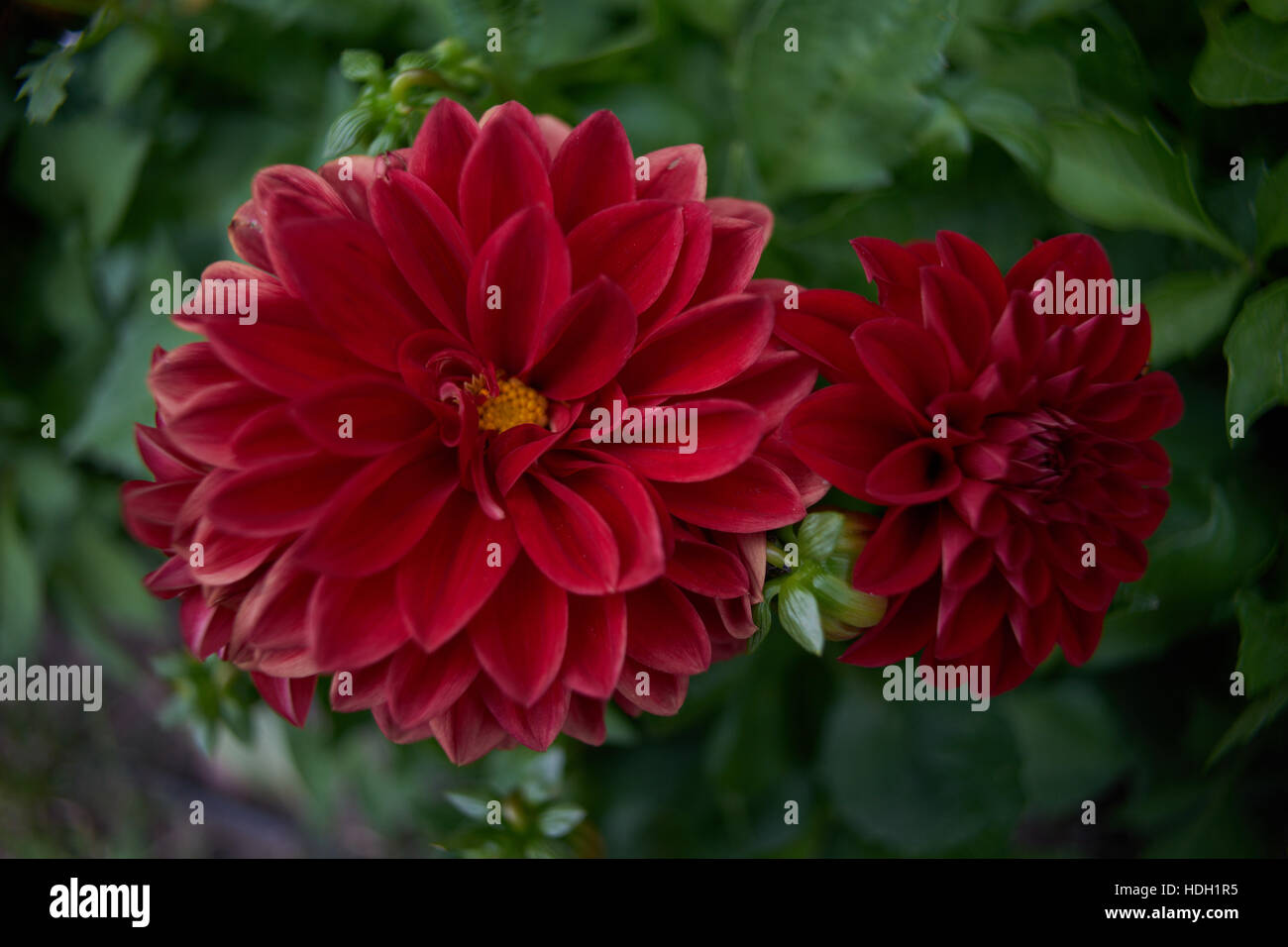 Red dalie dahlia close up Foto Stock