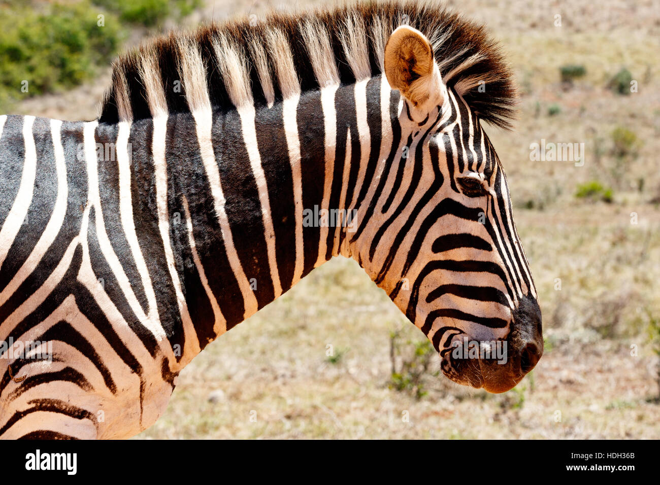 Zebra in piedi in campo e guardando verso il basso. Foto Stock