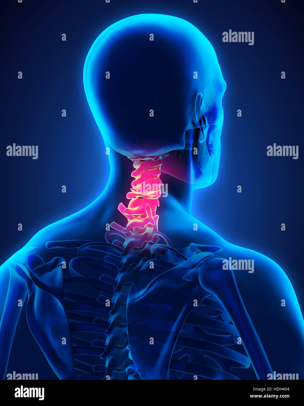 Colonna cervicale anatomia Foto Stock