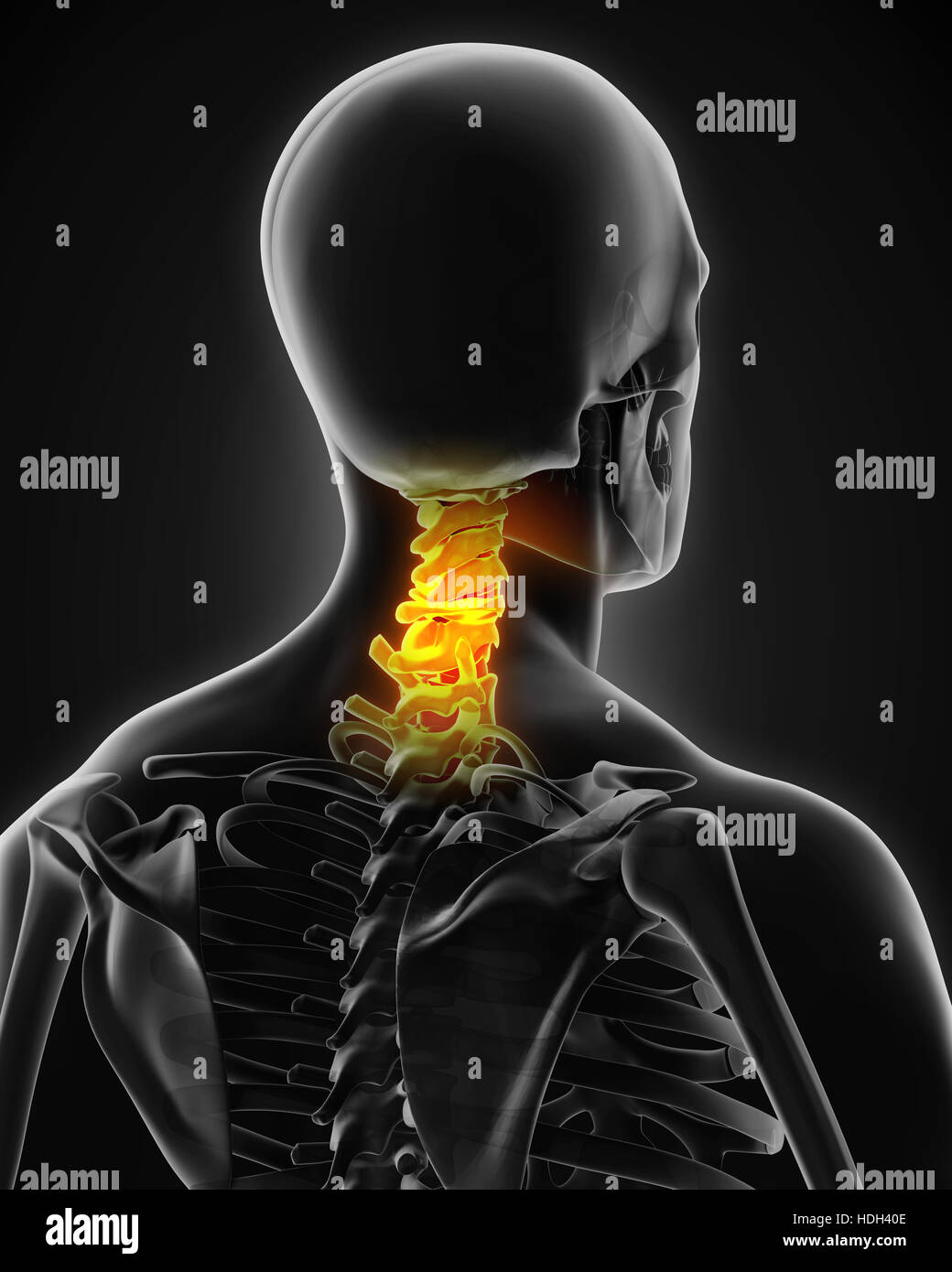 Colonna cervicale anatomia Foto Stock