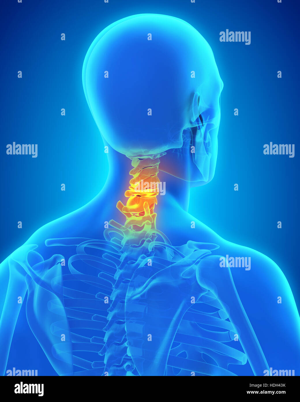 Colonna cervicale anatomia Foto Stock