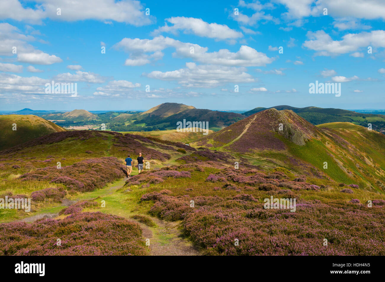 Walkers nel mezzo di erica viola sulla lunga Mynd, Shropshire, con una vista della collina Burway, Caer Caradoc, il lawley e il Wrekin. Foto Stock