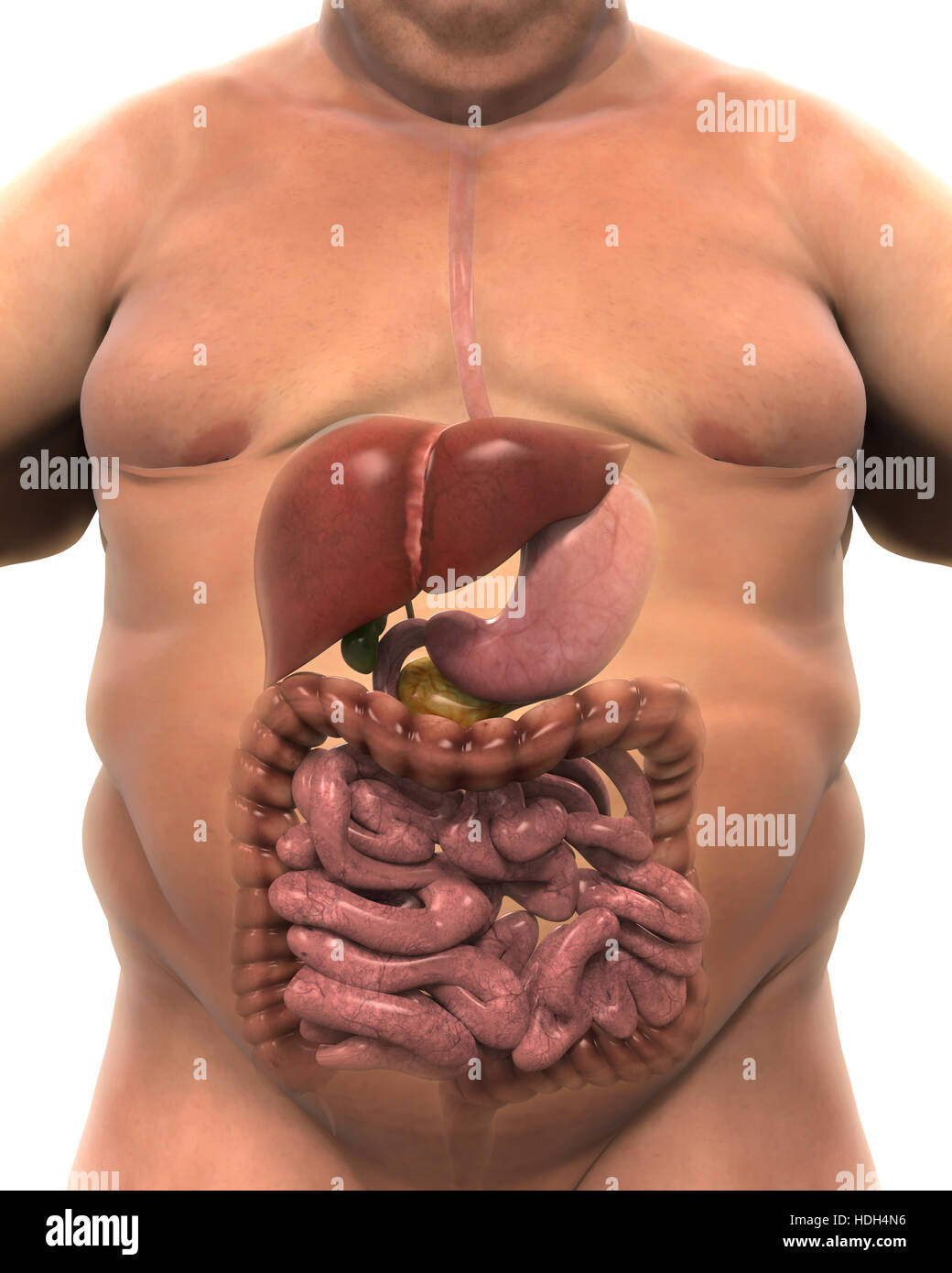 Sistema digestivo del corpo in sovrappeso Foto Stock