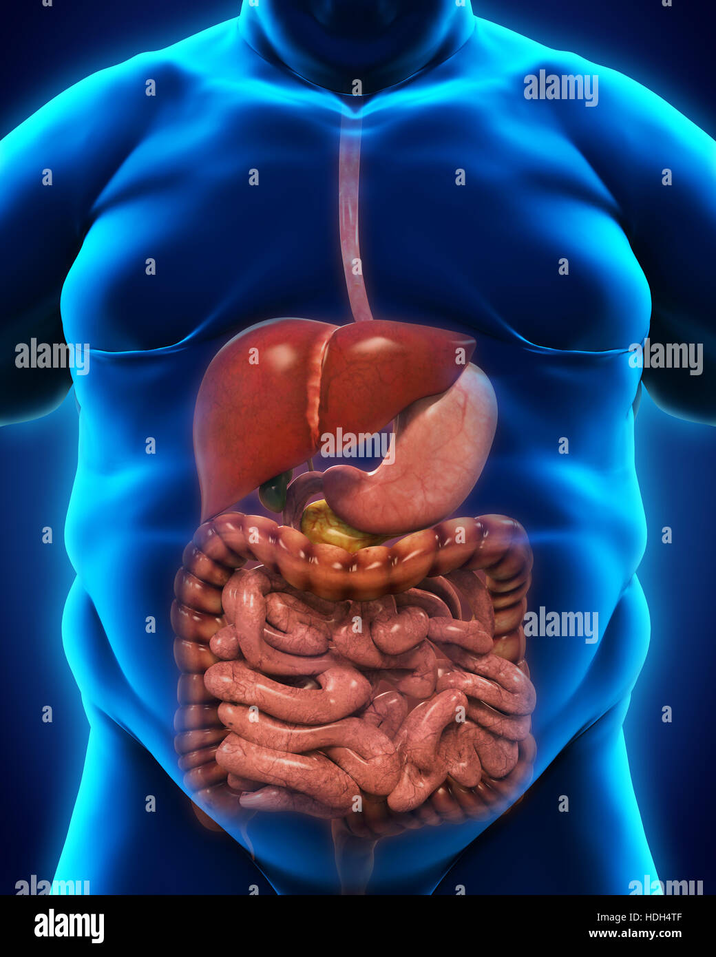 Sistema digestivo del corpo in sovrappeso Foto Stock