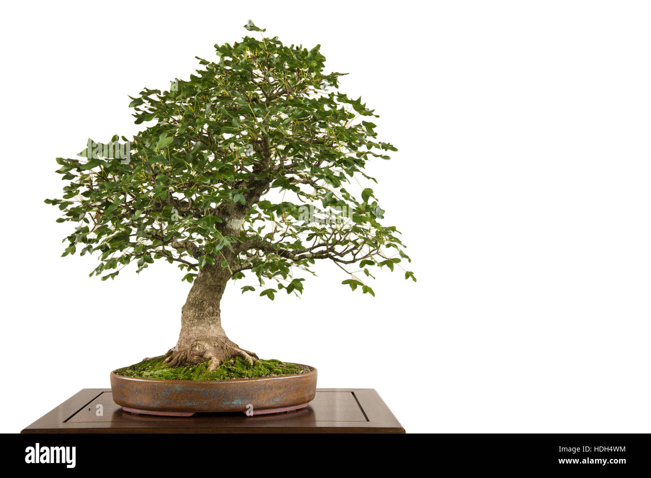 Isolato bianco francese (acero Acer Monspessulanum) come albero di bonsai Foto Stock