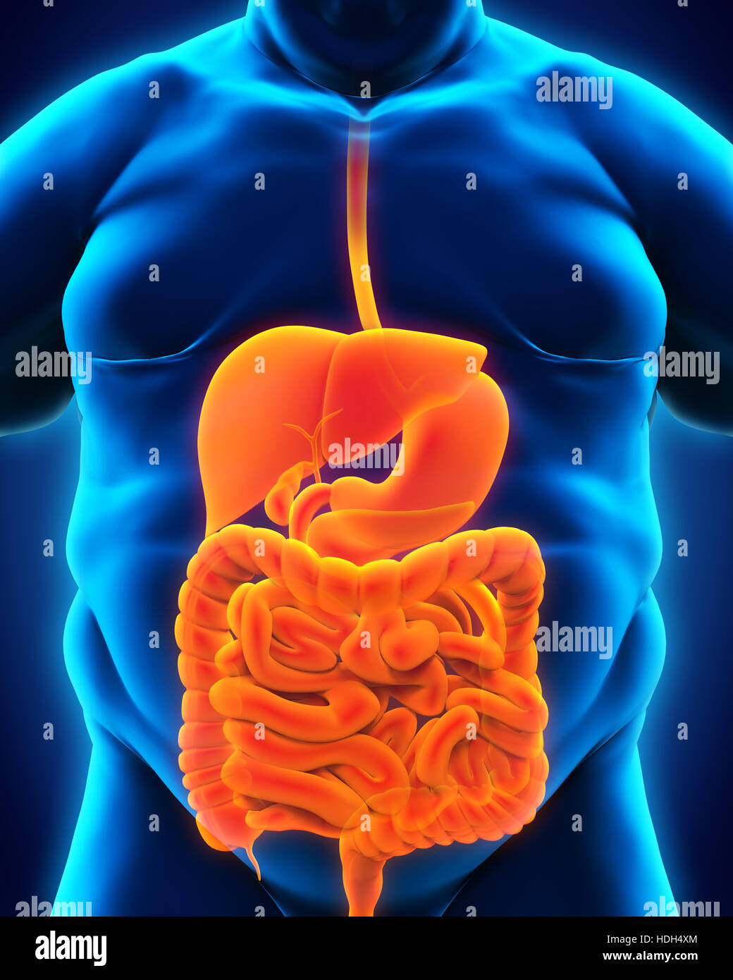 Sistema digestivo del corpo in sovrappeso Foto Stock