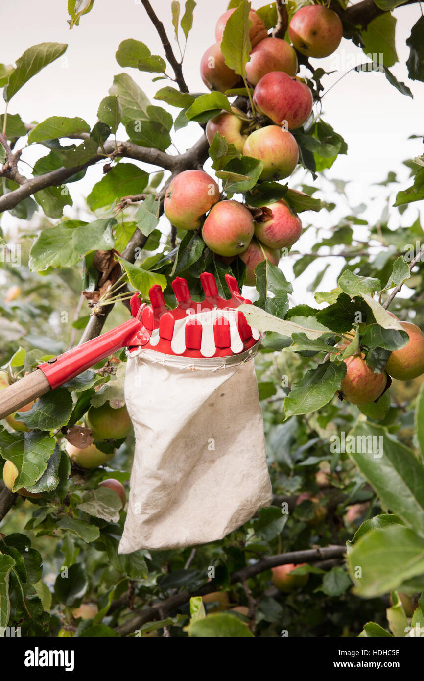 Basso angolo vista della raccoglitrice di frutta sotto le mele nel frutteto Foto Stock