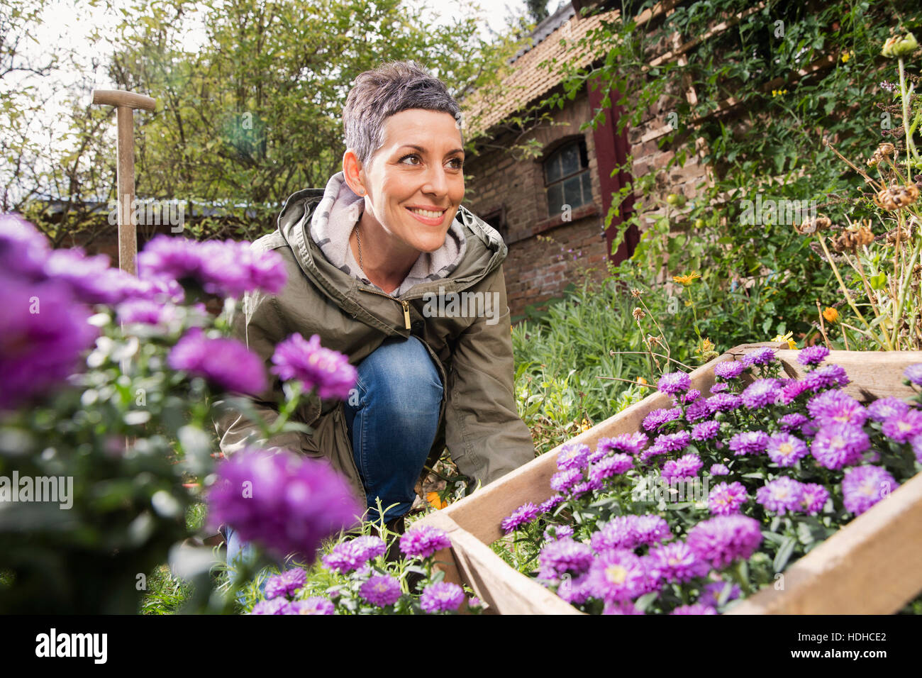Donna felice di piantare fiori viola in back yard Foto Stock