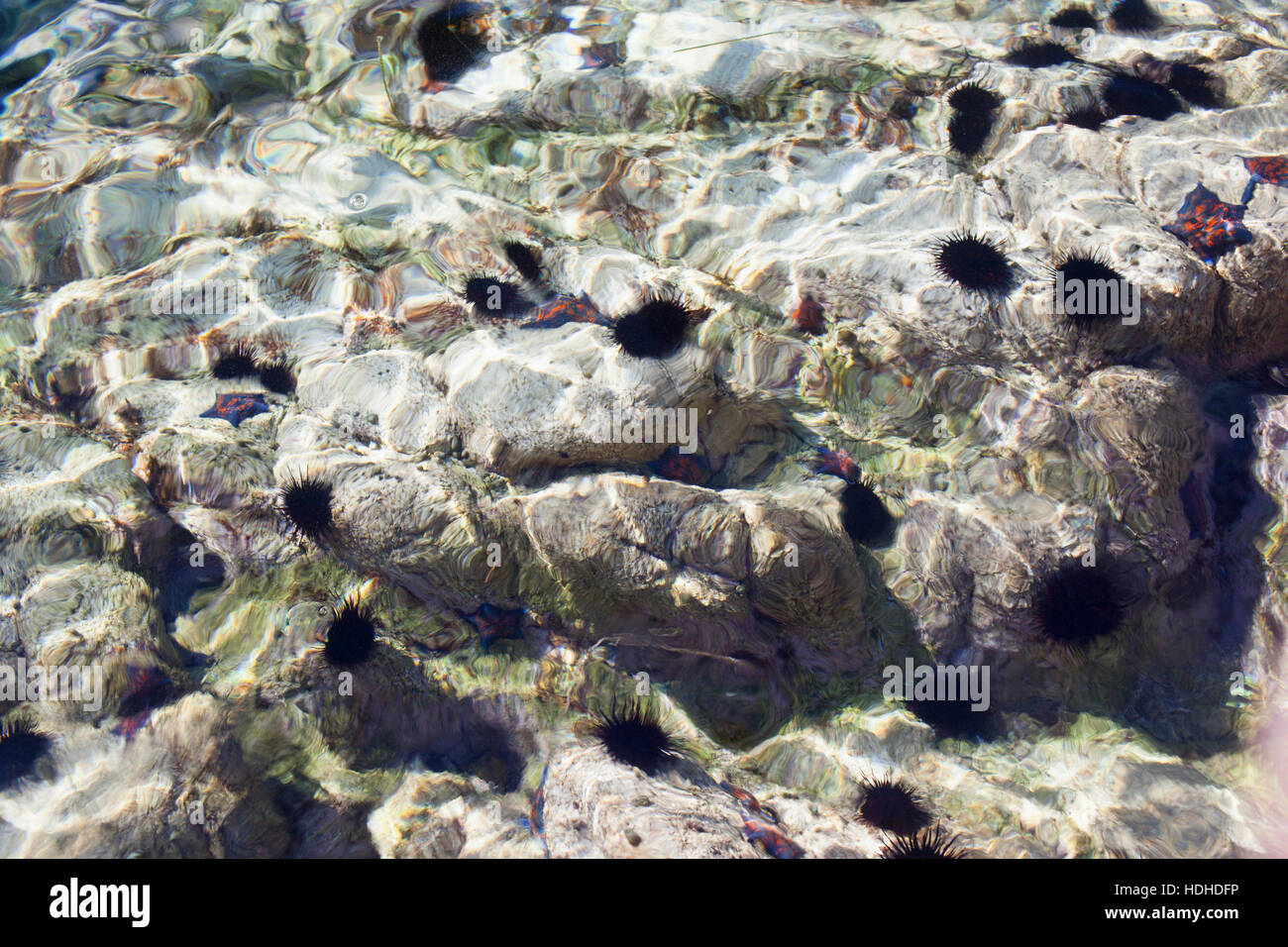 Angolo di alta vista di ricci di mare su rocce sottomarine Foto Stock