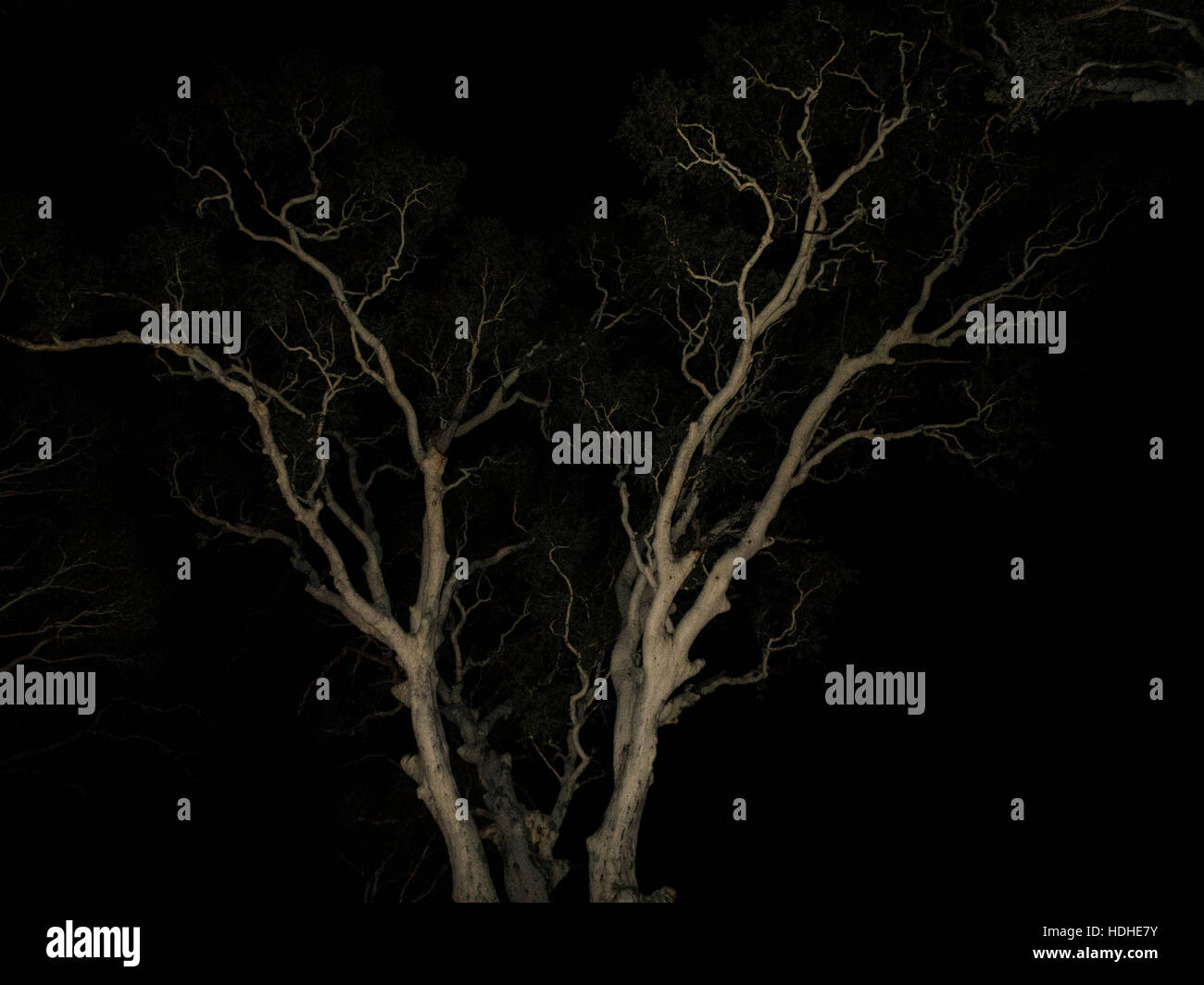 Basso angolo di visualizzazione albero contro il cielo di notte Foto Stock